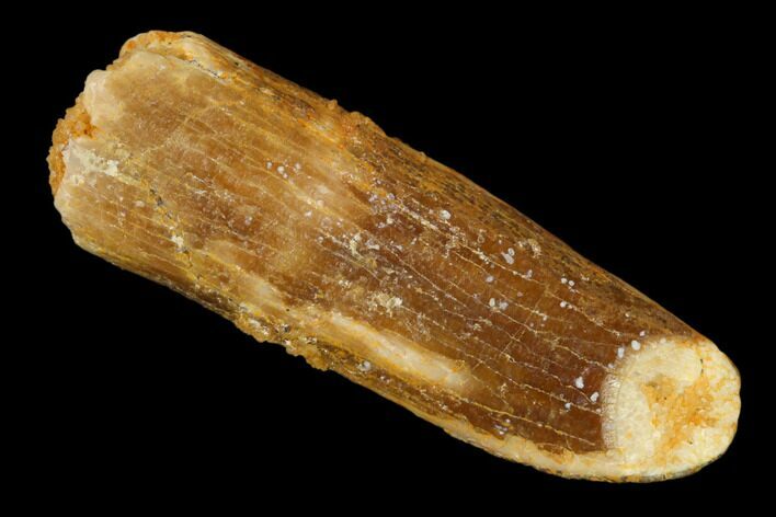 Fossil Sauropod Dinosaur (Rebbachisaurus) Tooth - Morocco #140626